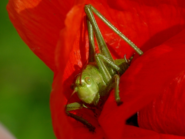 cavalletta a primavera